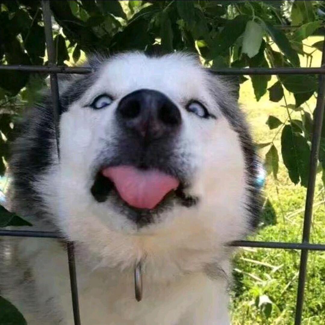洛职彭于晏
