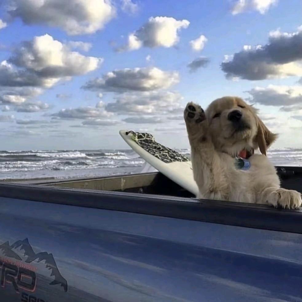 爱带团的小刺猬