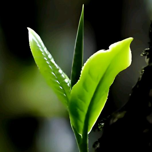 富育茶旅我的茶空间