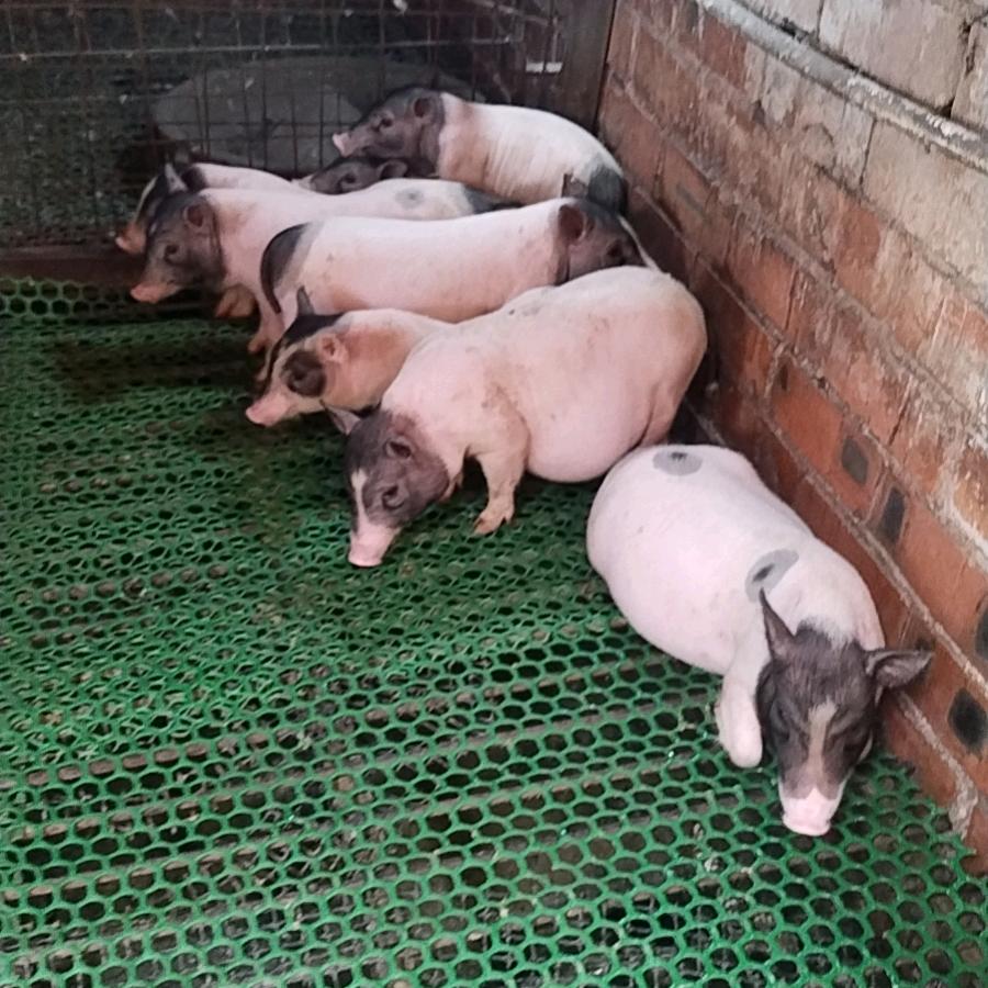 香猪土猪批发