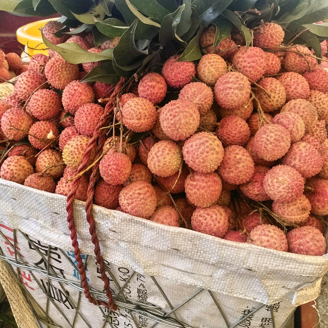 阿濒镇隆荔枝。