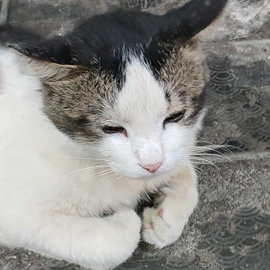 花布城（忙碌版）