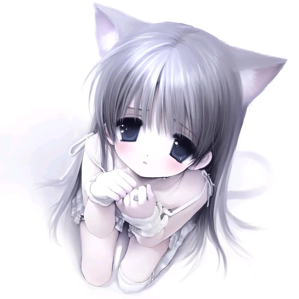 水色折耳猫