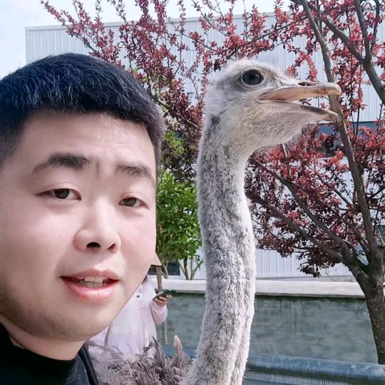 中江县佳喜鸵鸟养殖基地