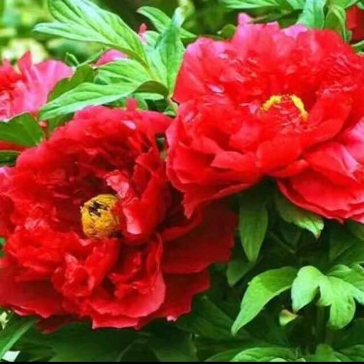 🌹晋哥🌹