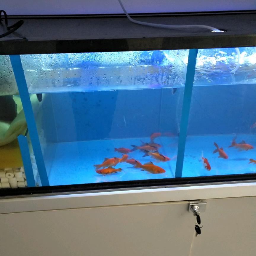 年年有余🐟🐠🐠🐠🐠🐠🐠🐠