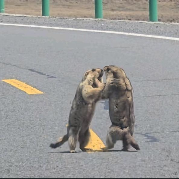哦咦哟黑