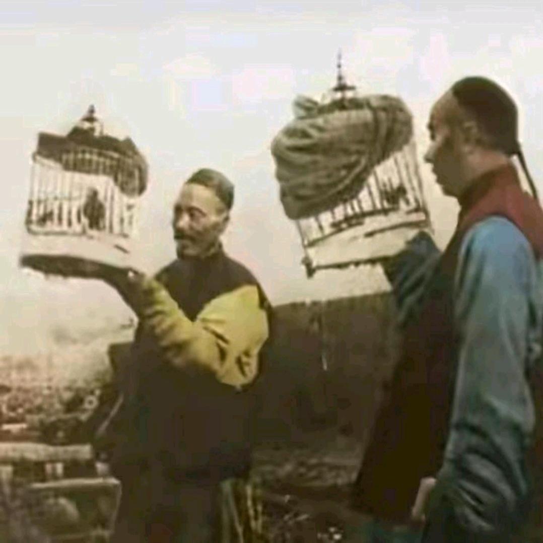 杰少不会玩鸟（直播）