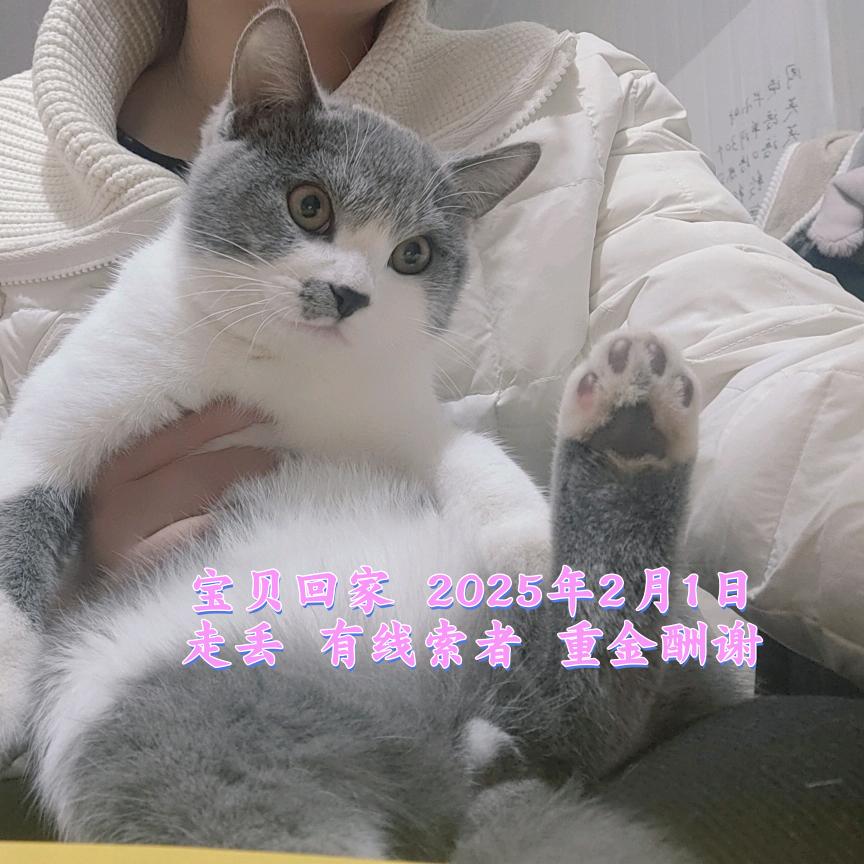 猫猫