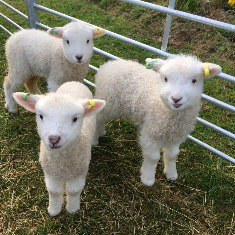 丫丫说养殖（🐏🐮🐷）