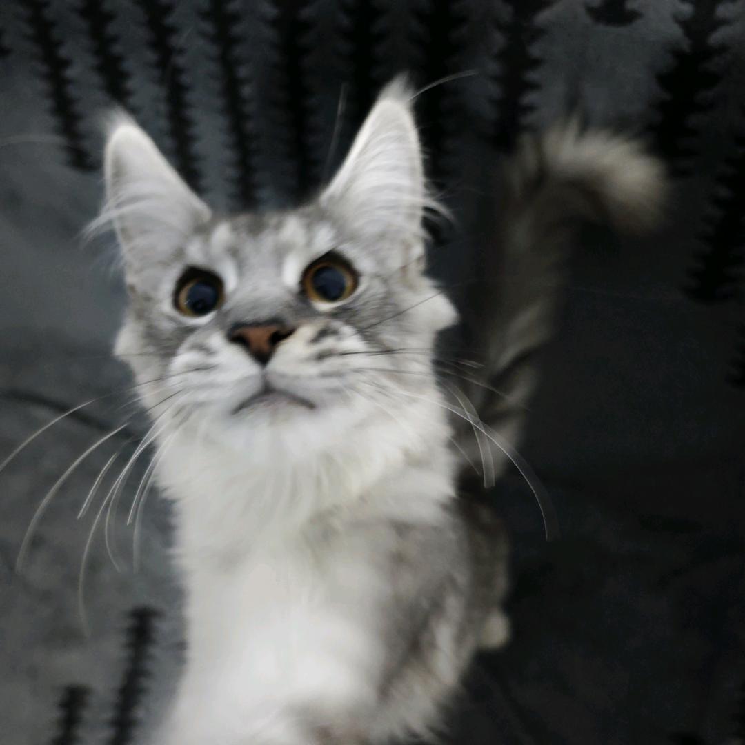 竹篱笆的木琵琶