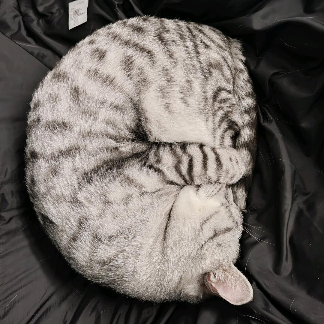 你看到我的猫了吗