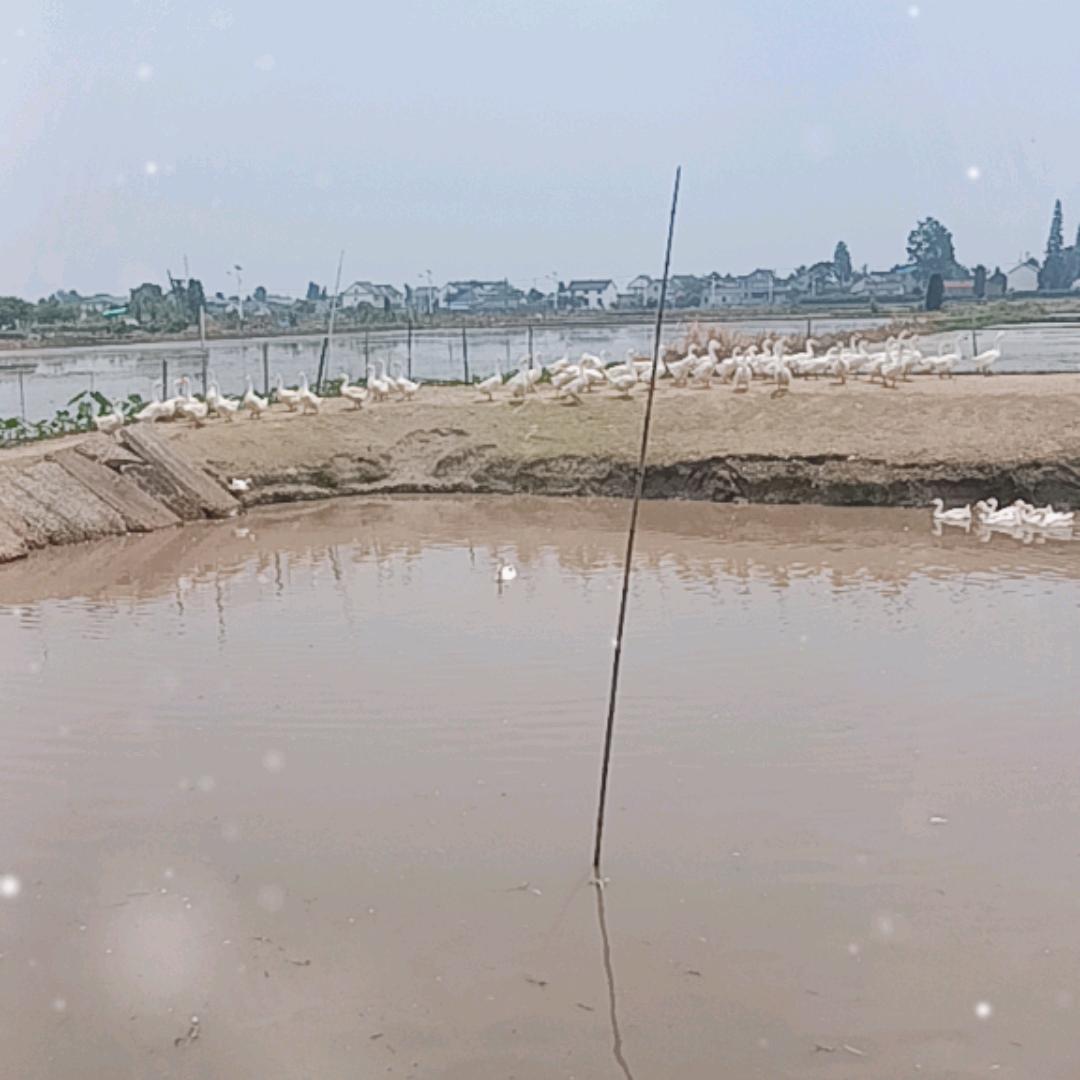 万红养殖（草猪'鸡鸭鹅）