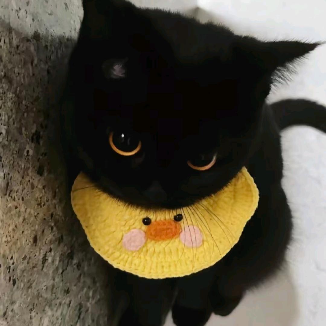 叫我小猫