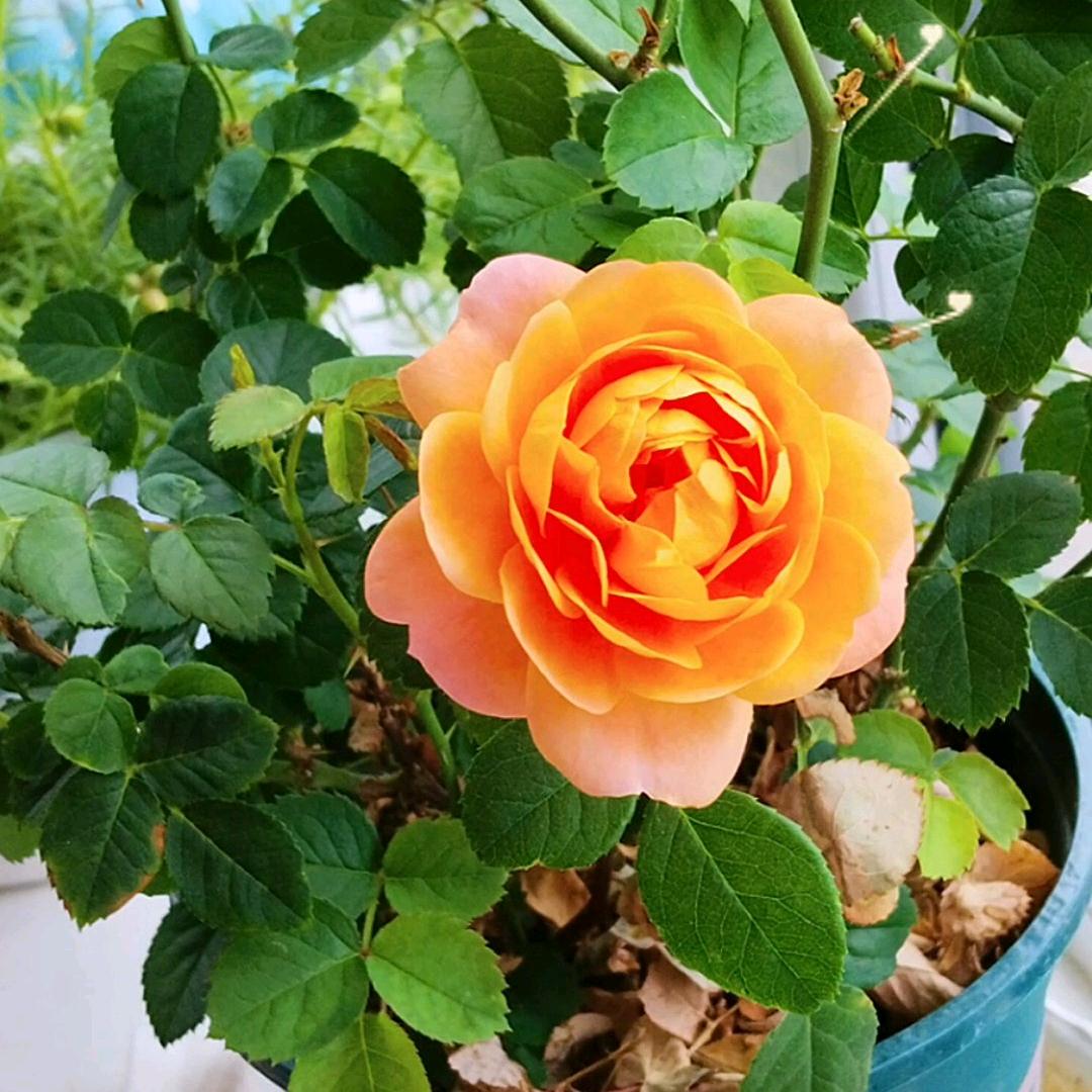 雨后彩虹
