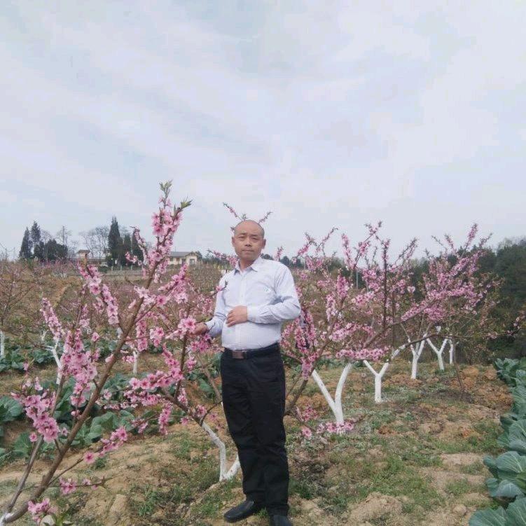 枫叶诗歌宝