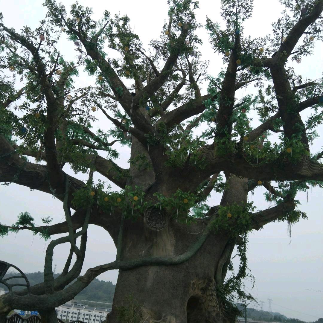 黄苼