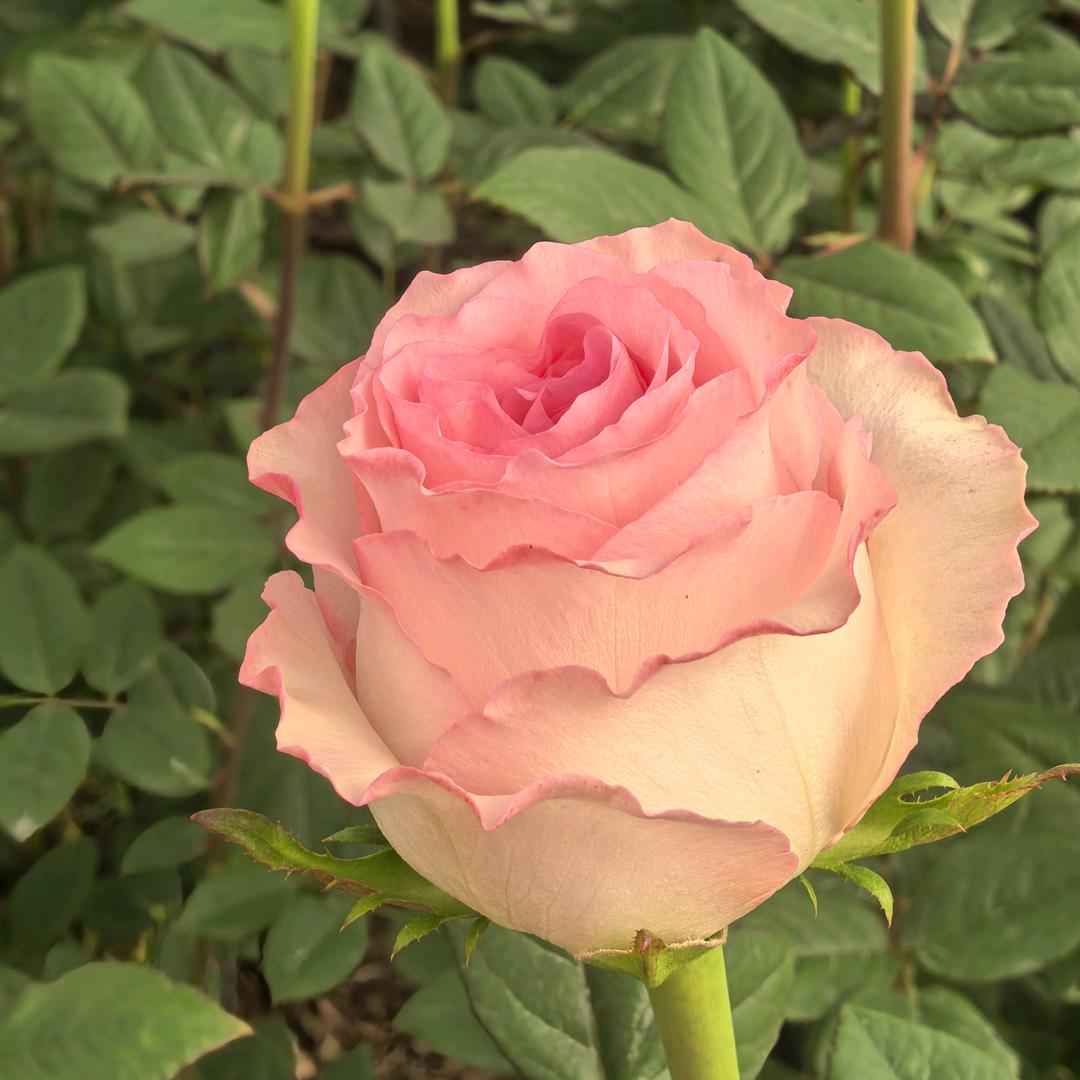 瑞阳锌花卉