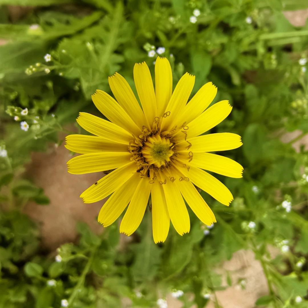 采用重钢别墅建筑工程的农民🧑‍🌾