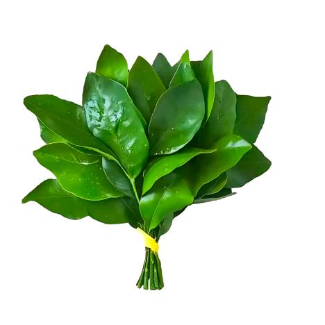 ✨木慕✨