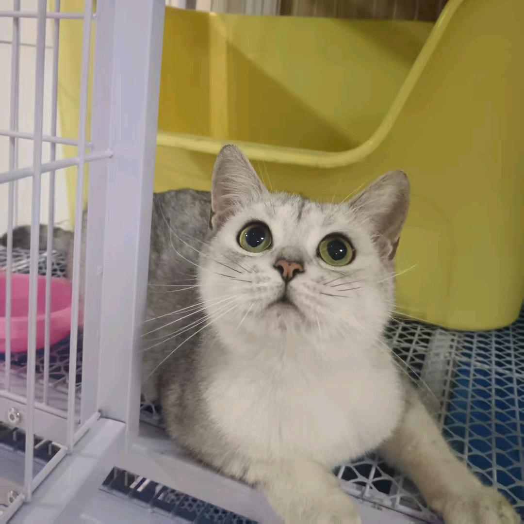 家养猫咪🐱