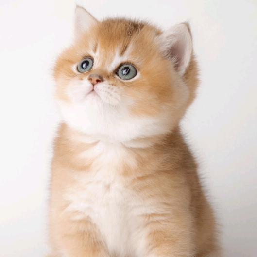 那座岛，哪位F🐋