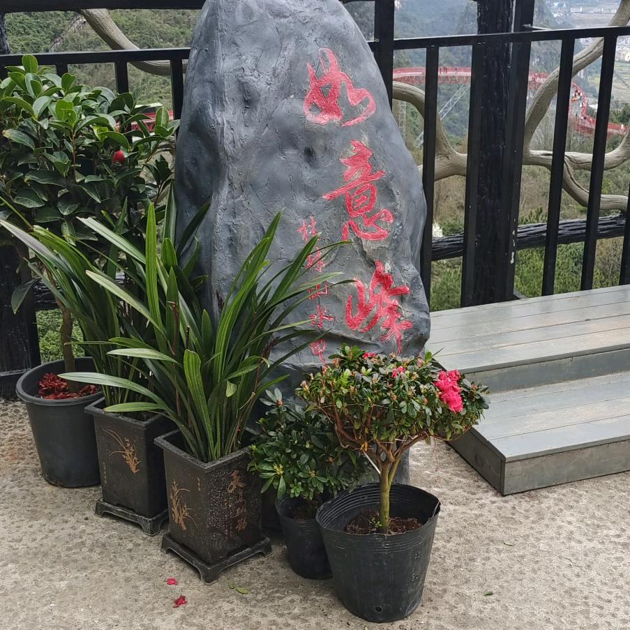 丁香花