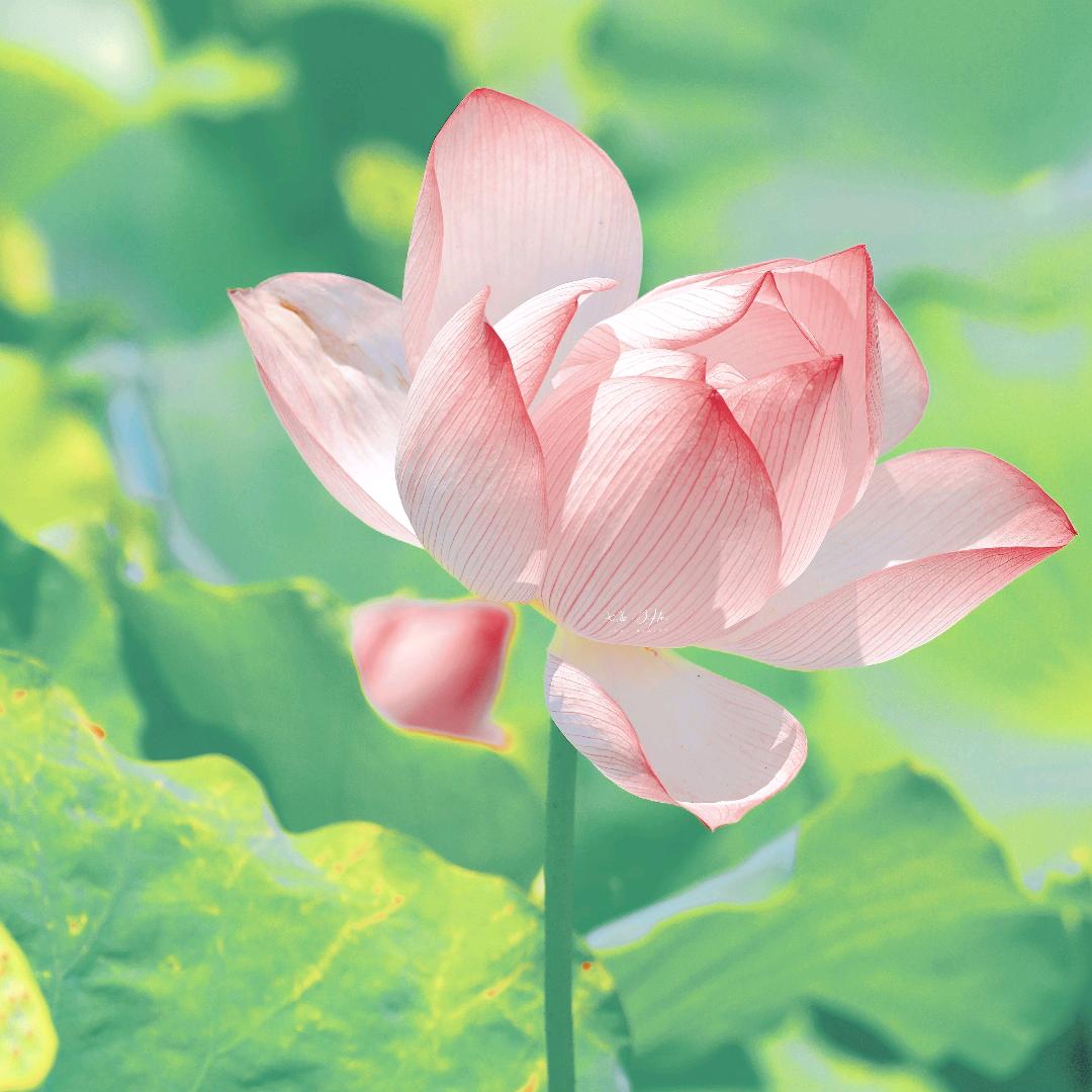 丹腮照水
