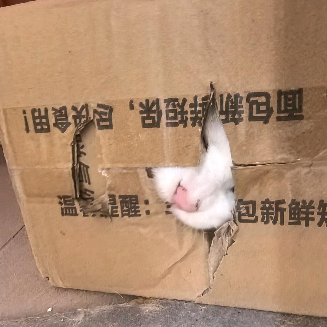 不气薯条工具人