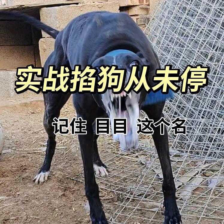 目目