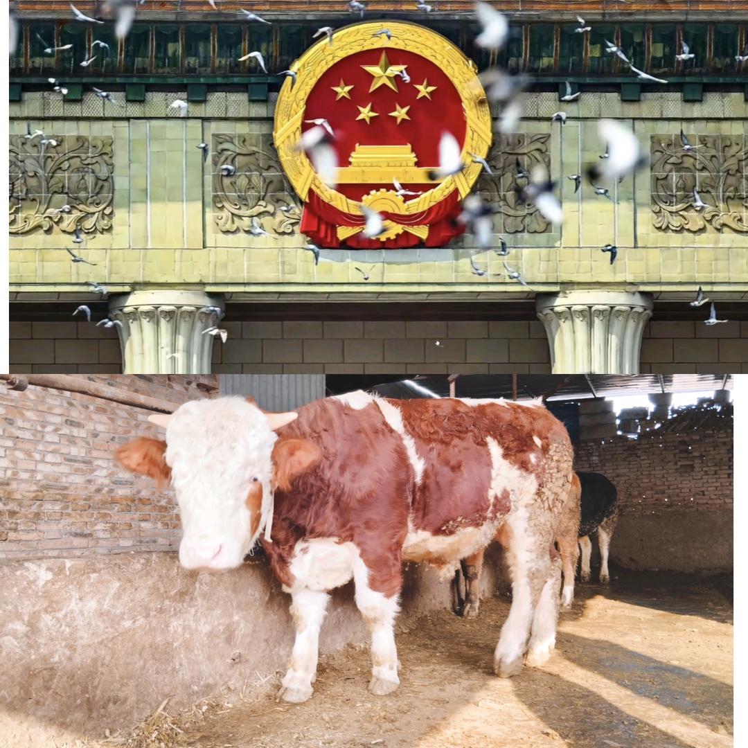 阳阳（牛代理）
