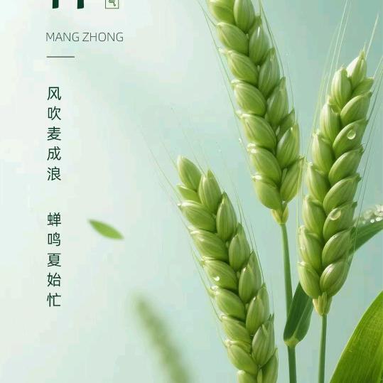 随风飘流