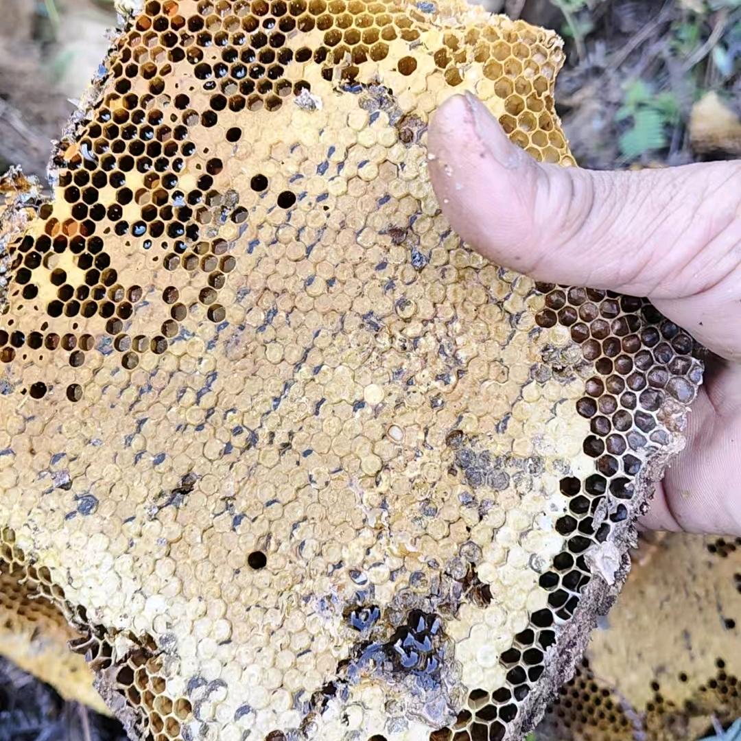 @蜂少出售纯野生蜂蜜