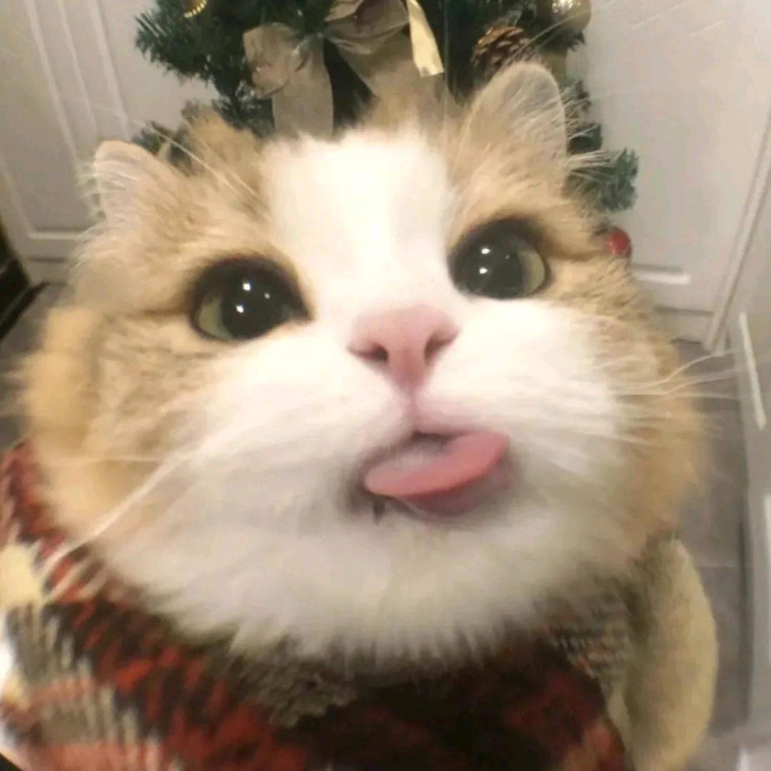 木跑跑