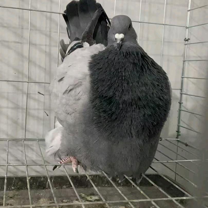 濮阳宏羽鸽舍梦谭1号