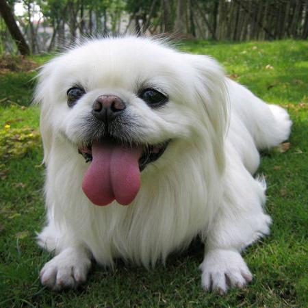 天源名犬繁殖基地