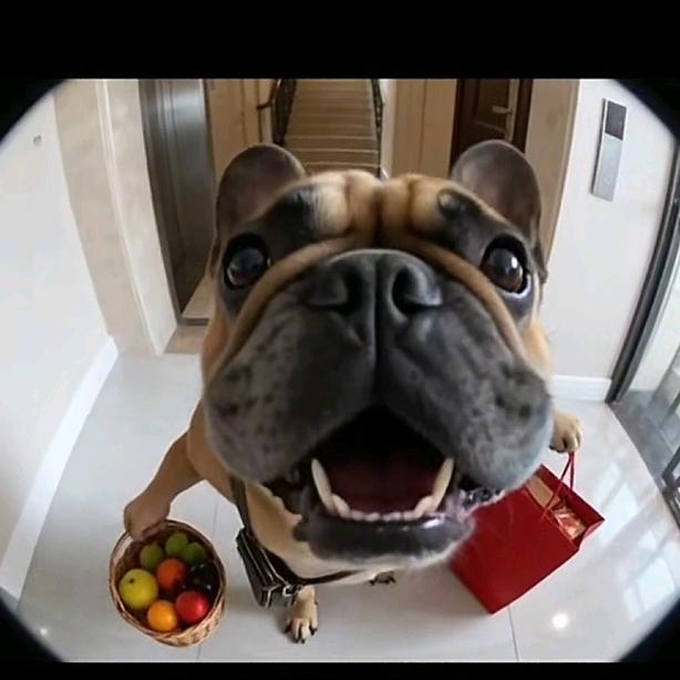 老鸽俩烤鸽子。