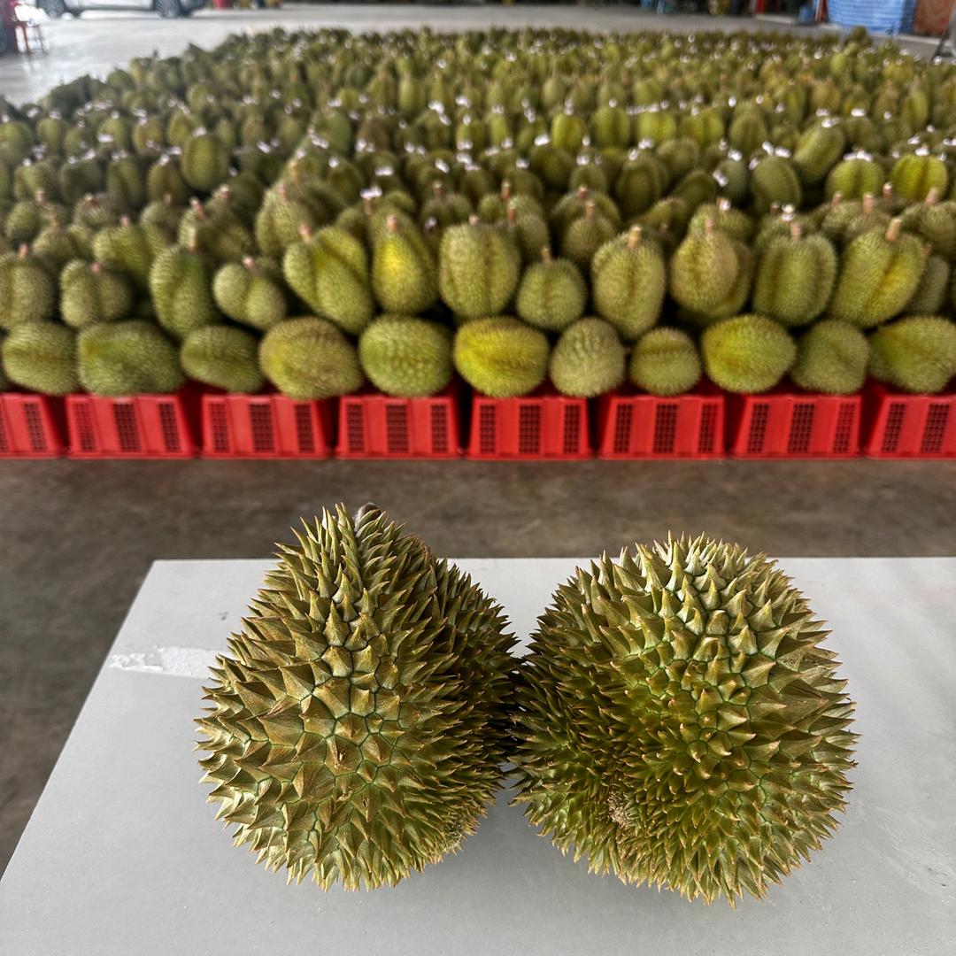 一个海南种榴莲的山西人