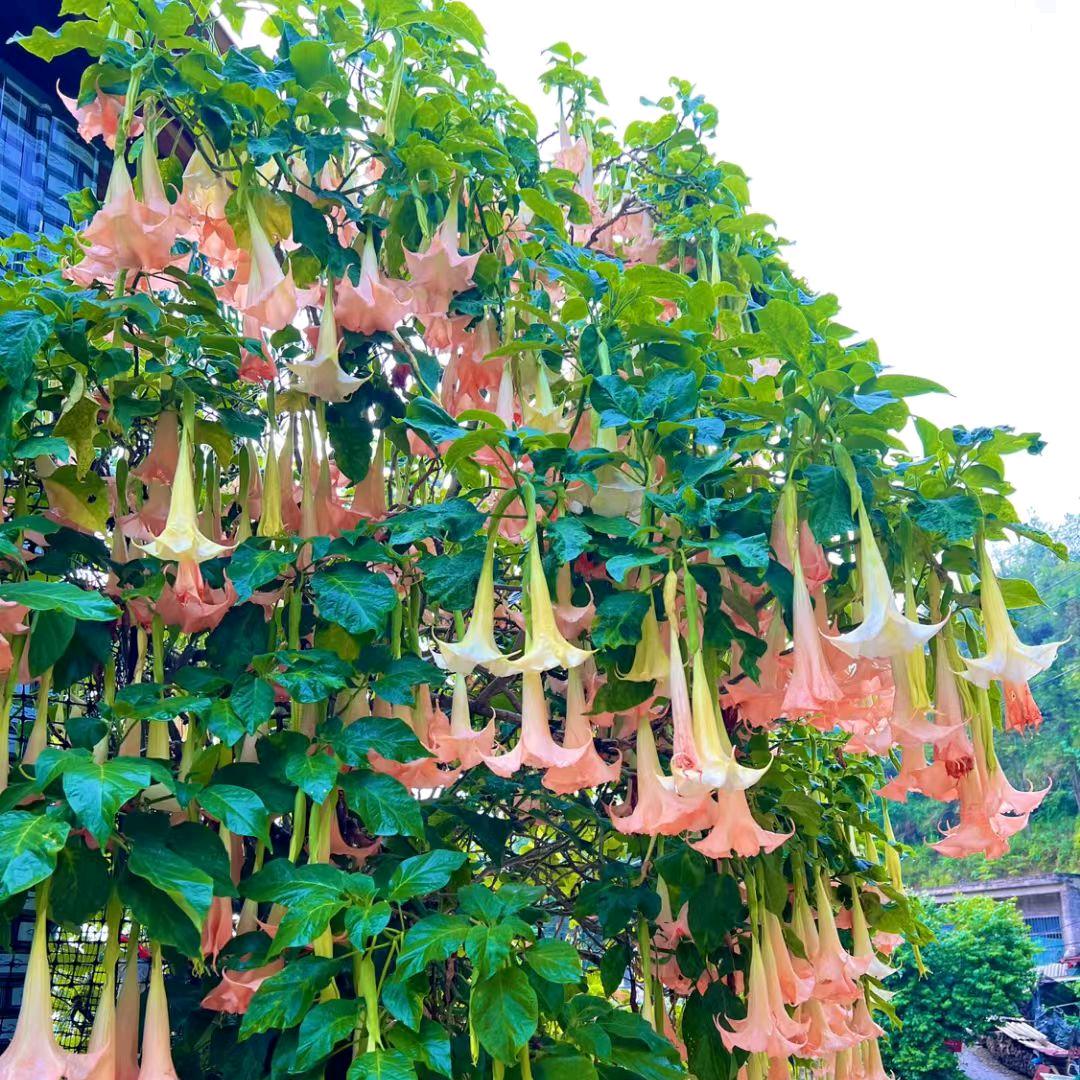 姚哥(手机拍摄)。。。