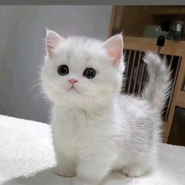 李李家的猫舍
