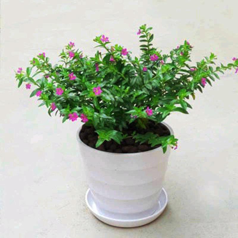 林良花