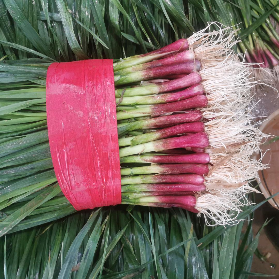 董：专业蒜苗代发全国