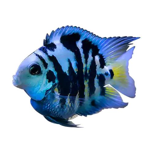 锦鳞水苑