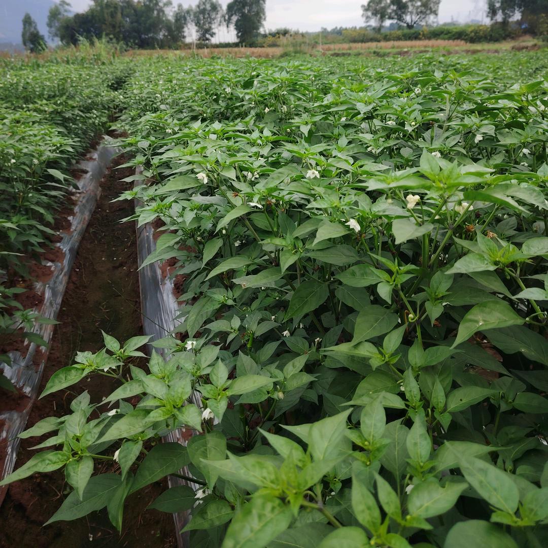 绿色蔬菜种植户