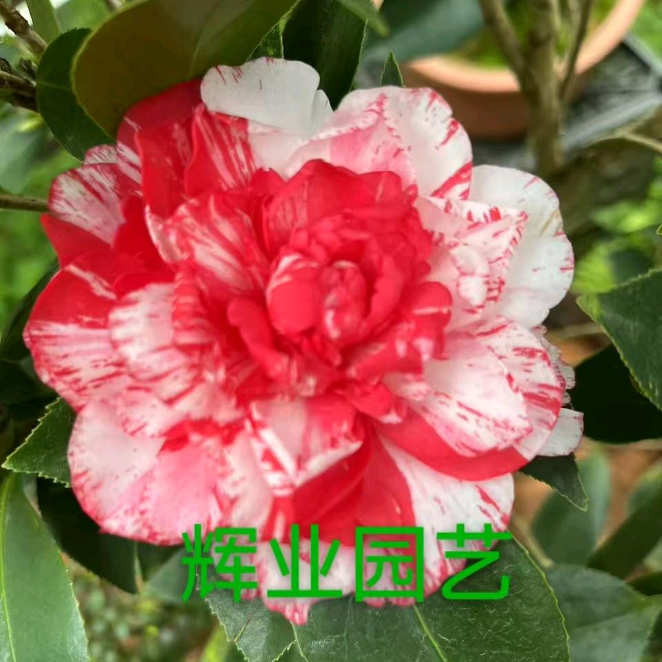 辉业园艺