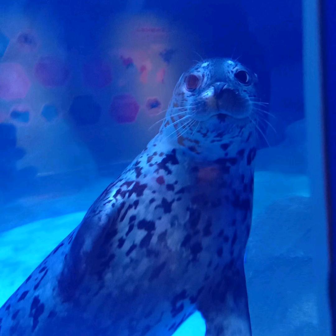 大茄子观察员（不火转行版）