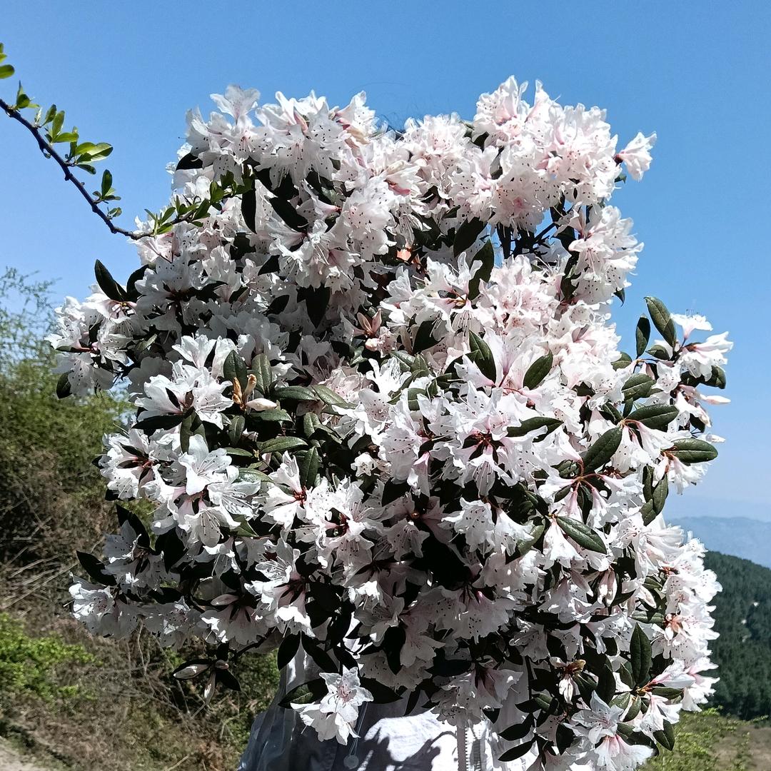 伤心的泪