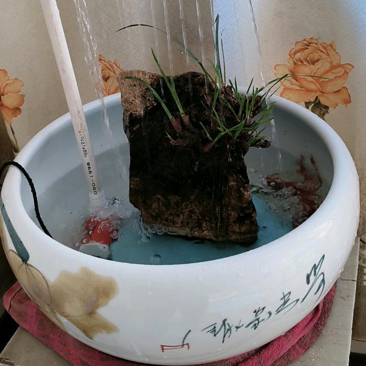 菠菜💪