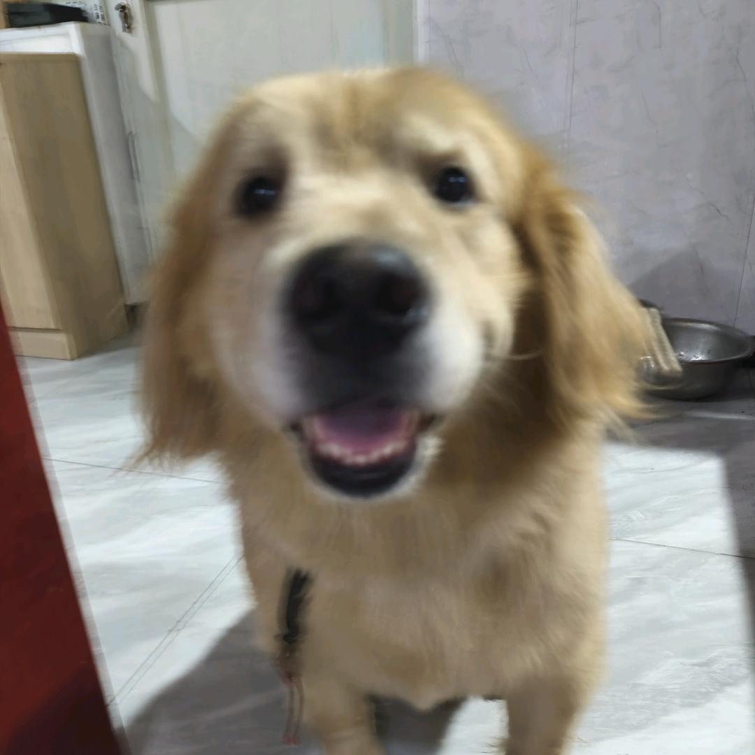 不打小弈