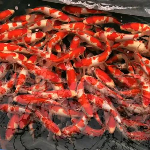 森哥锦鲤鱼批发零售